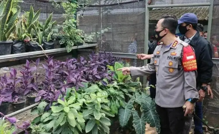 Ikut Panen Sayuran, Kapolresta Tangerang: Kita Harus Produktif