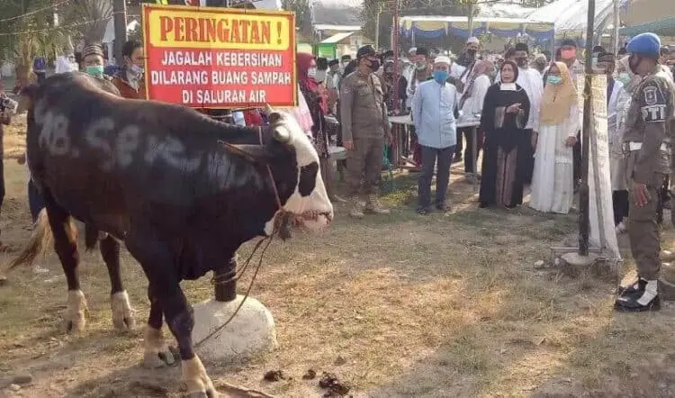 Pemkab Serang Bagikan 71 Hewan Kurban untuk Lembaga Keagamaan