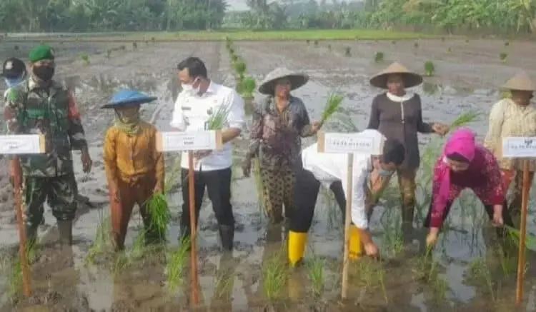 NANDUR BARENG: Camat Mauk Arief Rachman Hakim bersama para petani di Desa Kedung Dalem, Kecamatan Mauk, menanam padi atau nandur bersama, Rabu (12/8). (ALFIAN/SATELIT NEWS)