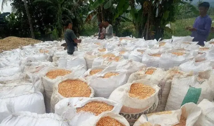 Harga Jagung di Kabupaten Serang Berangsur Naik