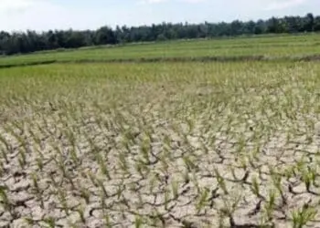 KERING: Kondisi sawah yang mulai mengering akibat ketiadaan pasokan air lantaran kerusakan saluran irigasi. (ISTIMEWA)