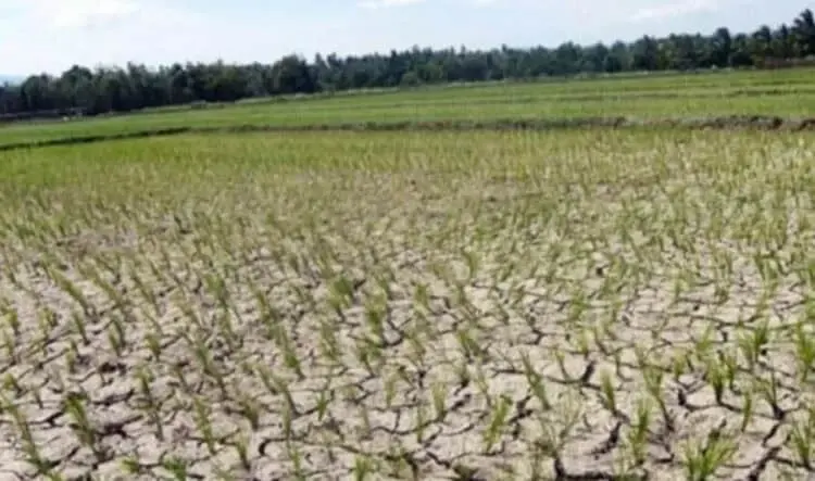 Saluran Irigasi Rusak, Sawah di Lebak Selatan Kekeringan