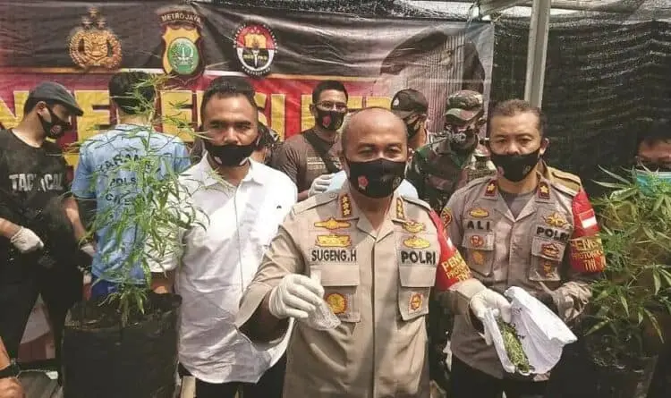 Tiga Bersaudara Tanam Ganja di Rumah