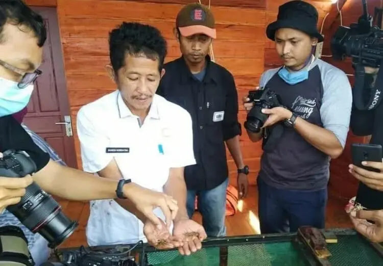 HASIL BUDIDAYA: Kepala Diskan Pandeglang, Suaedi Kurdiatna sedang menujukan hasil budidaya lobster di wilayah Kecamatan Panimbang. (NIPAL/SATELIT NEWS)