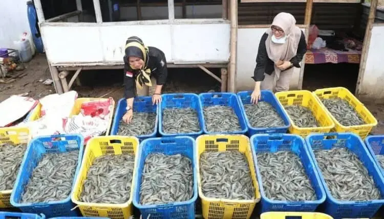 PANEN UDANG: Para pembudidaya udang vaname di Serang Utara, memanen hasil budidayanya. (DOKUMEN/SATELIT NEWS)