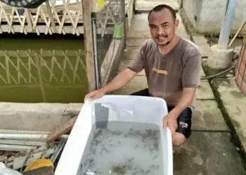 Pembudidaya Ikan di Kabupaten Serang Kesulitan Benih