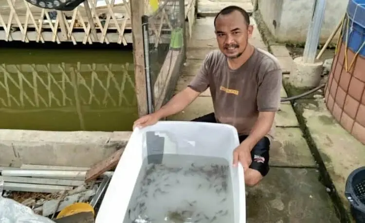 Pembudidaya Ikan di Kabupaten Serang Kesulitan Benih