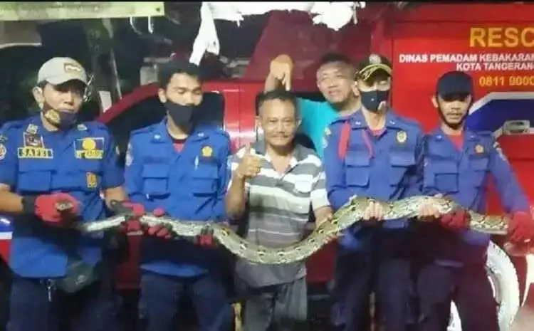 Petugas Damkar Tangkap Ular Sanca di Loteng Rumah Warga