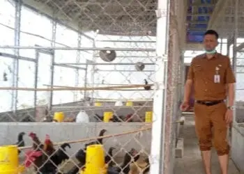 Distan Kabupaten Serang Usulkan Bantuan Ayam KUB