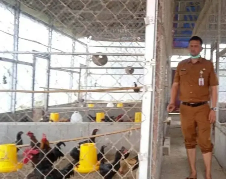 Distan Kabupaten Serang Usulkan Bantuan Ayam KUB