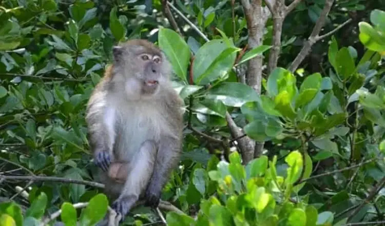 Tanaman Diserang Hewan Liar, Petani di Lebak Resah