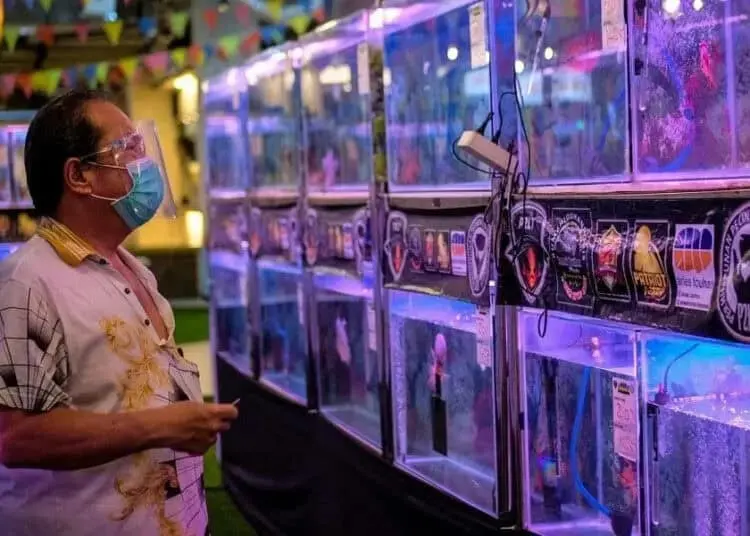 Kontes Ikan Louhan di Tangerang