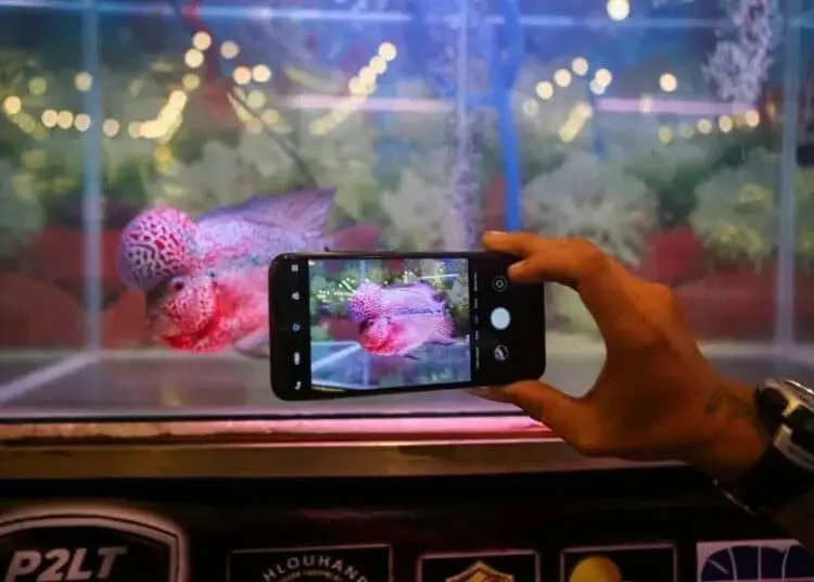 Kontes Ikan Louhan di Tangerang