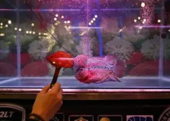 Kontes Ikan Louhan di Tangerang