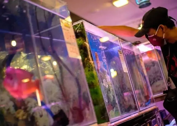 Kontes Ikan Louhan di Tangerang