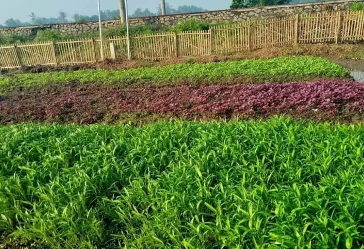 Lomba Pangan Nasional, KWT Desa Daru Wakili Banten