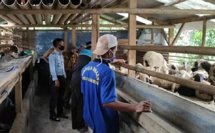 BUDIDAYA TERNAK: Lembaga Pemasyarakatan Klas III Rangkasbitung bersama Dinas Peternakan Lebak saat mengenalkan teknis budidaya ternak kepada WBP di Kecamatan Cibadak dan Rangkasbitung, Selasa (8/9). (MULYANA/SATELIT NEWS)