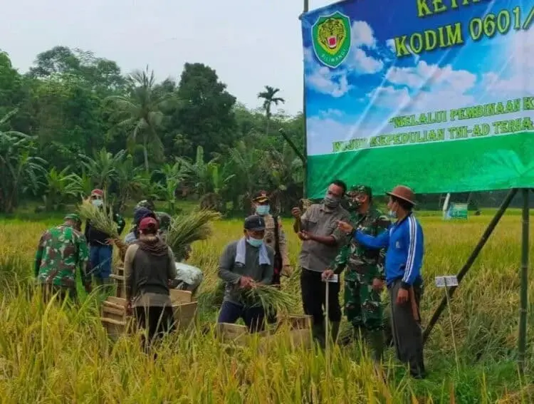 Petani Pandeglang Panen Padi Bareng TNI