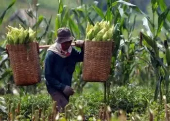 KOMODITI: Perkebunan Jagung. (ISTIMEWA)