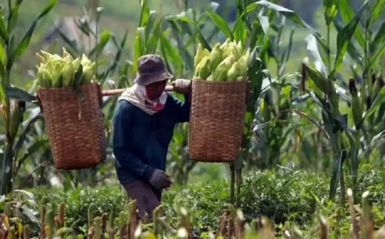Potensi Pasar Capai Rp 4 T Per Tahun, Distan Ajak Petani Tanam Jagung
