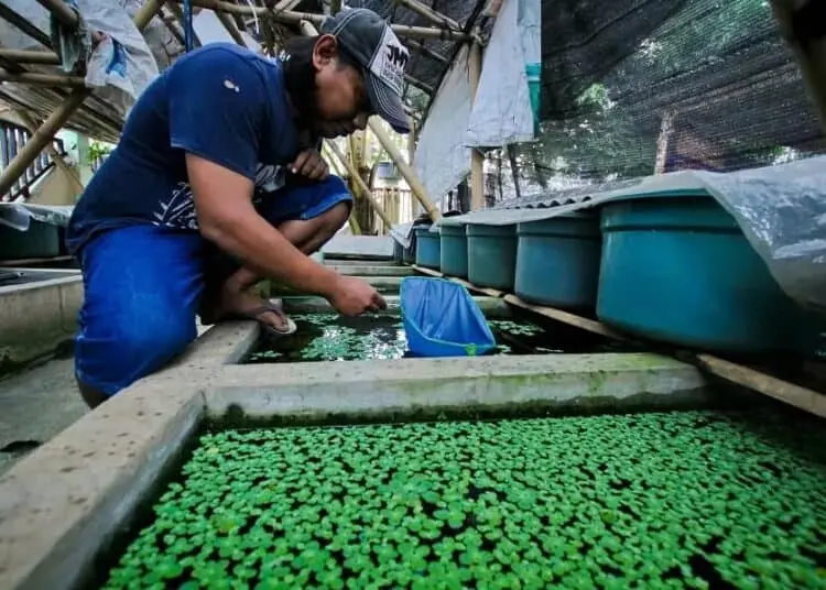 Budidaya Cupang Hias di Tangerang