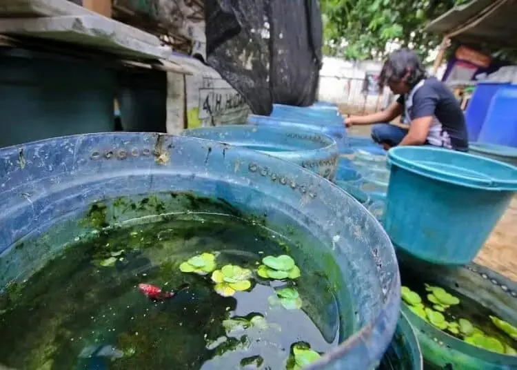 Budidaya Cupang Hias di Tangerang
