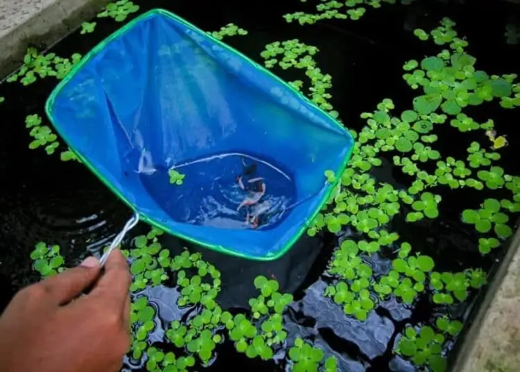 Budidaya Cupang Hias di Tangerang