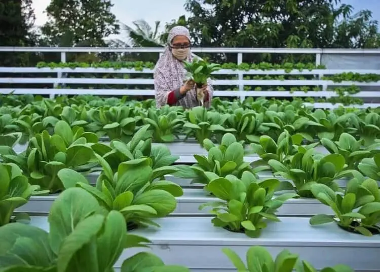Panen Sayuran Hidroponik Rumahan