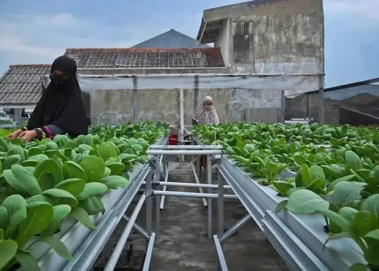 Panen Sayuran Hidroponik Rumahan