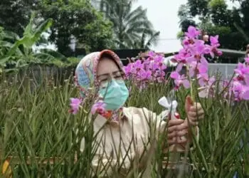 Ketika Walikota Airin Panen Bunga Anggrek