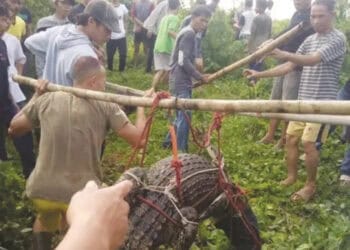 Puluhan Buaya Lepas di Cisadane, Warga Was-Was