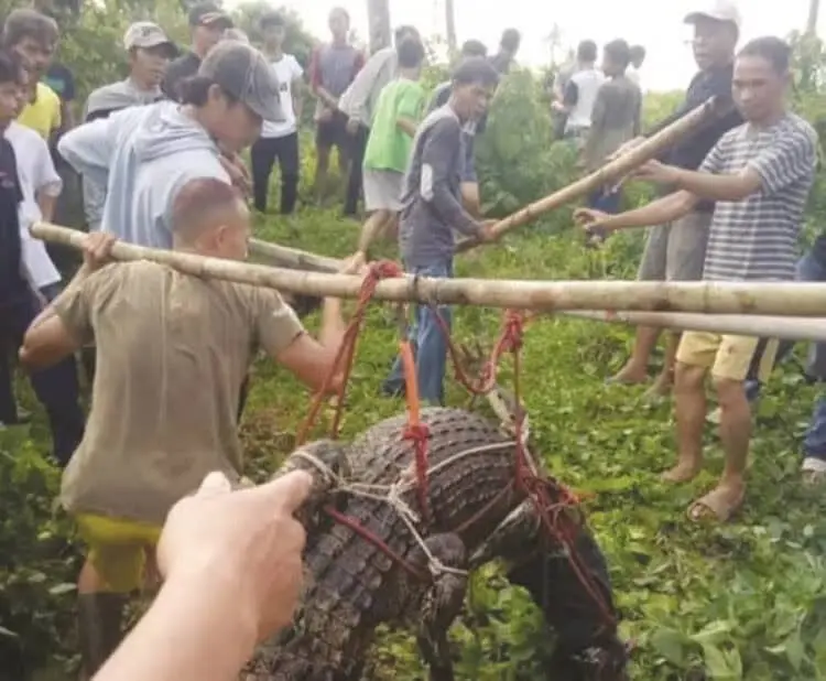 Puluhan Buaya Lepas di Cisadane, Warga Was-Was