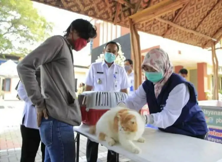 Hewan Peliharaan Diberi Vaksin Gratis oleh DKP