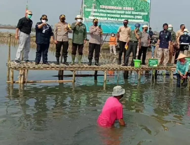 Penanaman Mangrove Ditarget 15.000 Hektar