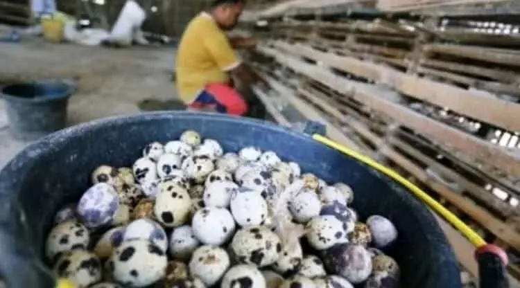 Produksi Telur Puyuh Jadi Target Pengembangan