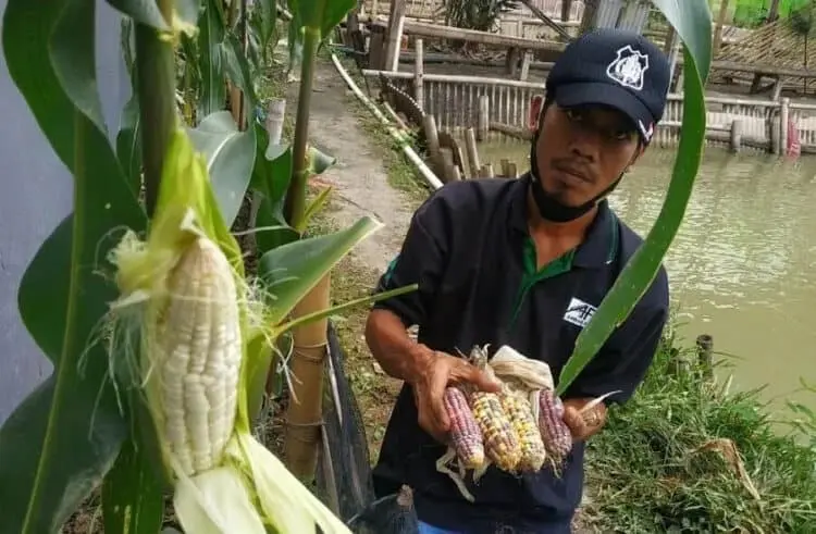 Modal Rp 40 Ribu, Omzet Kini Capai Jutaan Rupiah