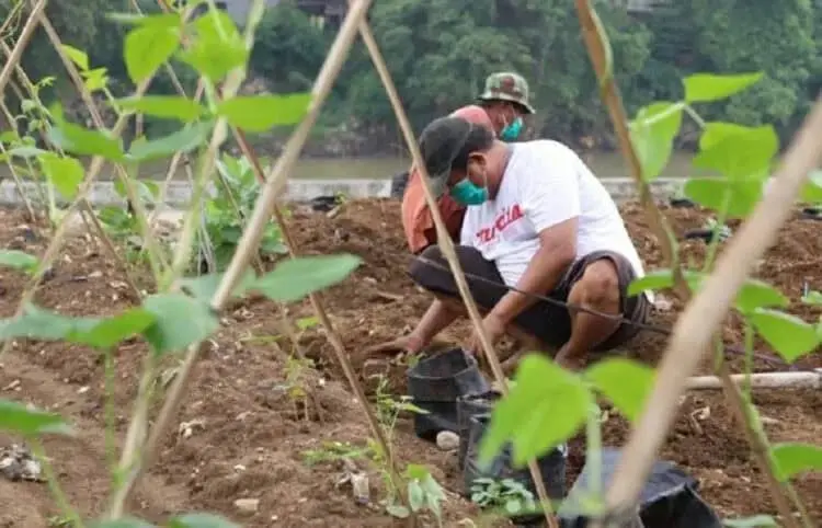 DKP Bangun Urban Farming di Bantaran Cisadane