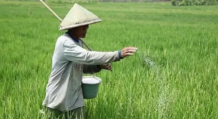 Lebak Bakal Memperoleh Tambahan Pupuk Bersubsidi