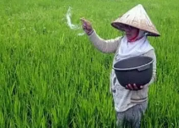 Petani Keluhkan Langkanya Pupuk Subsidi