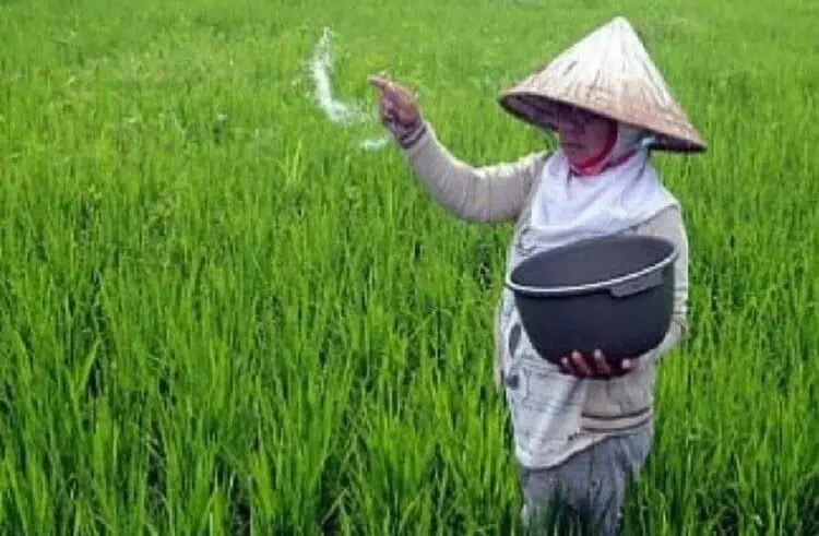 Terkendala Syarat, Petani Sulit Mendapat Pupuk