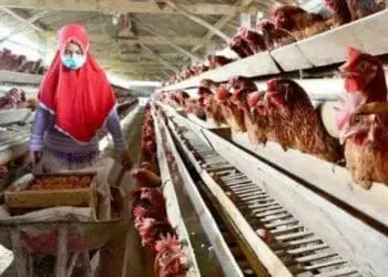 Petani dan Peternak Didorong Menjadi Penyuplai