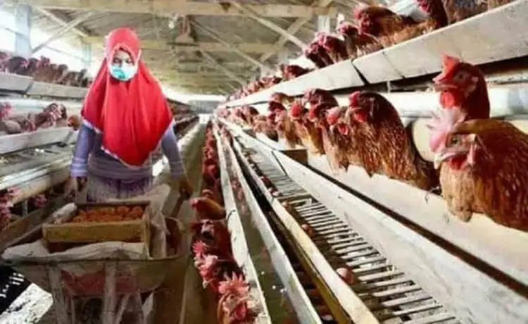 Petani dan Peternak Didorong Menjadi Penyuplai