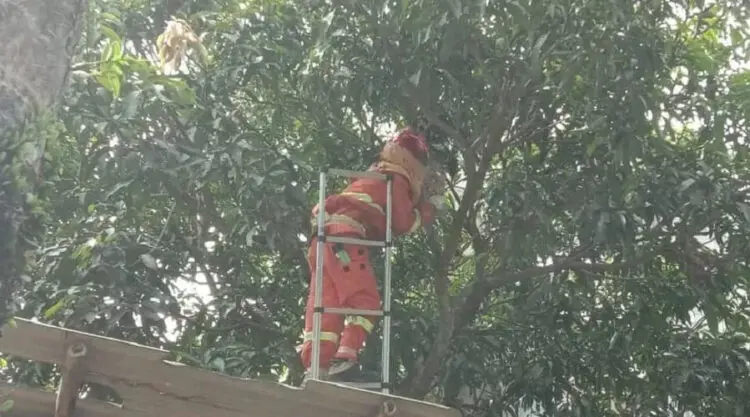 Damkar Kabupaten Lebak Musnahkan Sarang Tawon