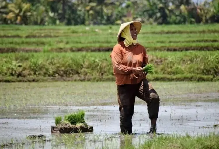 Petani Harus Punya Kartu Tani Agar Dapat Menebus Pupuk Bersubsidi