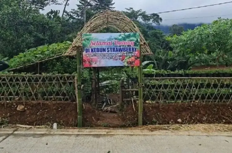 Lebak Punya Wisata Kebon Stroberi