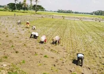 Sudah Sebulan Terakhir Pupuk Subsidi Langka di Pasaran