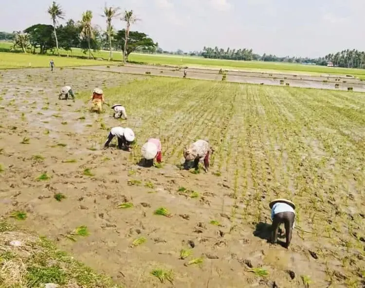Sudah Sebulan Terakhir Pupuk Subsidi Langka di Pasaran