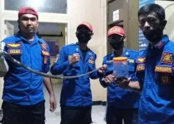 Sudah 12 Ekor Ular Kobra Diamankan