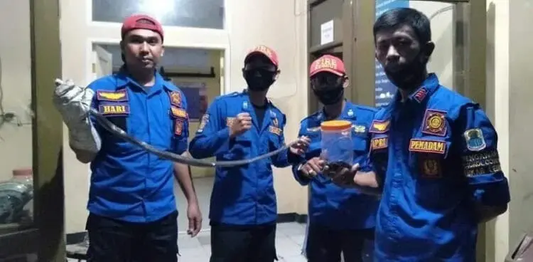 Sudah 12 Ekor Ular Kobra Diamankan