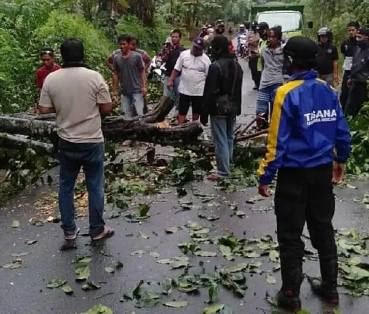 BPBD Intensifkan Sosialisasi, Warga Diimbau Waspada Pohon Tumbang